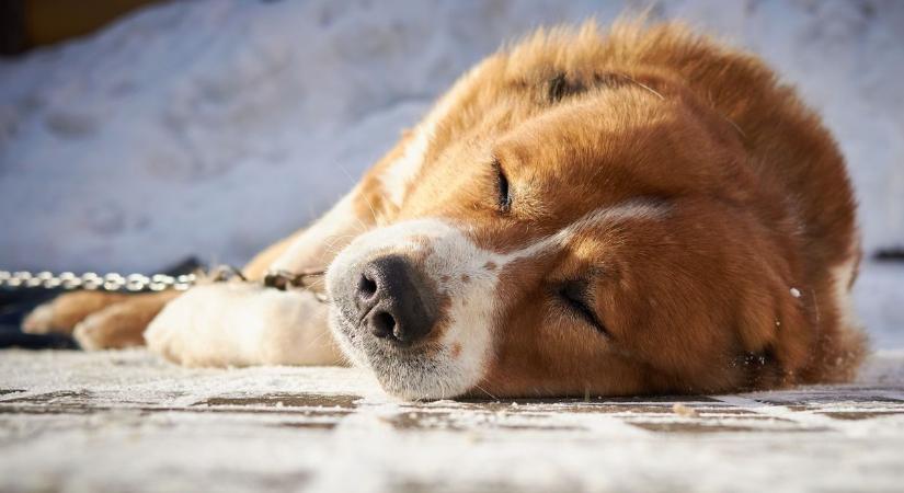 Dermesztő kegyetlenség: kikötözte és sorsára hagyta kutyáját a mínuszokban