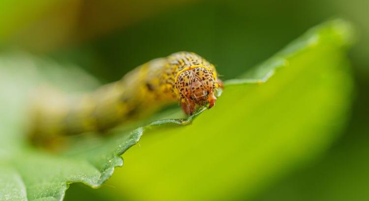 Lopakodva jön, brutálisan pusztít: itt az őszi sereghernyó