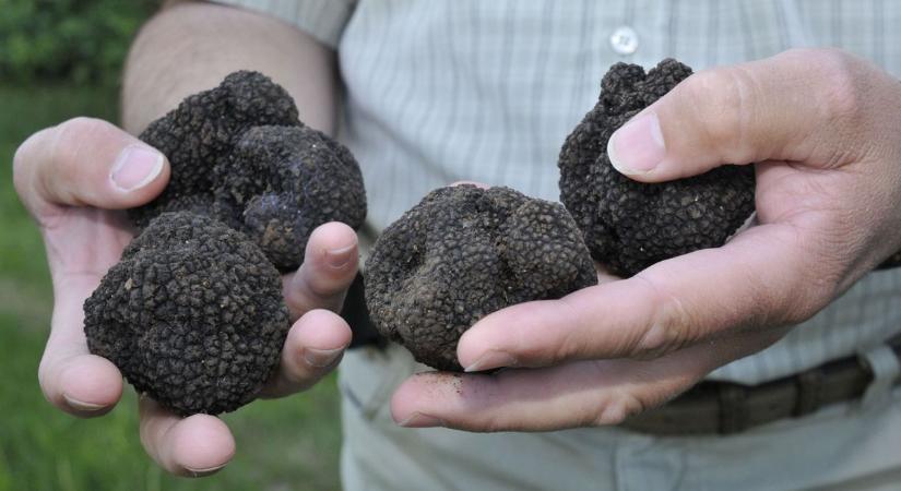 Arany a föld alatt: így lehet pénzért szarvasgombát „vadászni” Somogyban