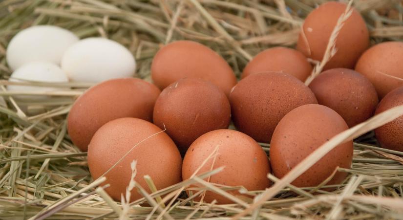 Másfélszeresére nőtt a tojásimport