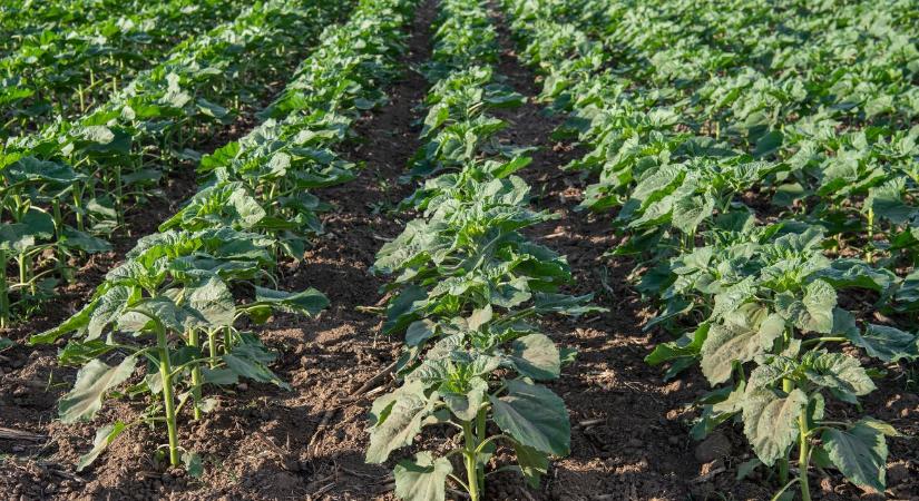 10 tény, amit tudnia kell a Dell’’ Agro Plus-ról!