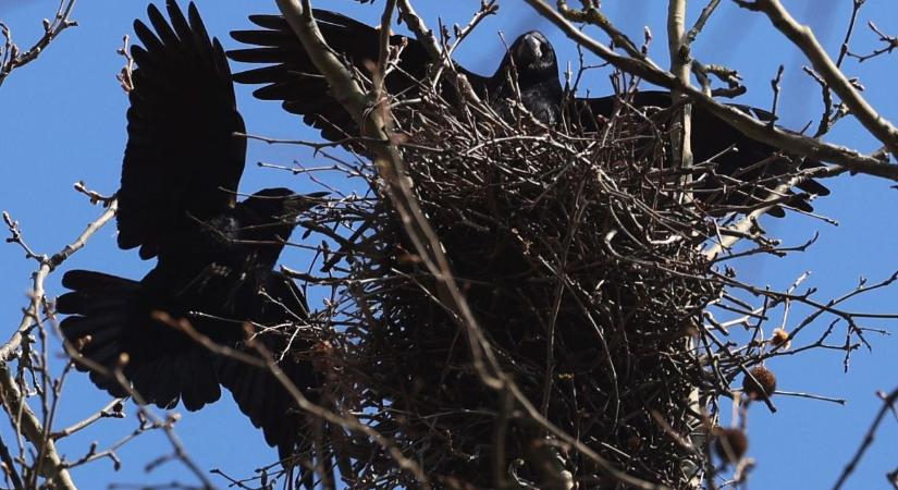 A varjak ellen a madárriasztó nem jó megoldás – simán tönkreteszik a kocsinkat is