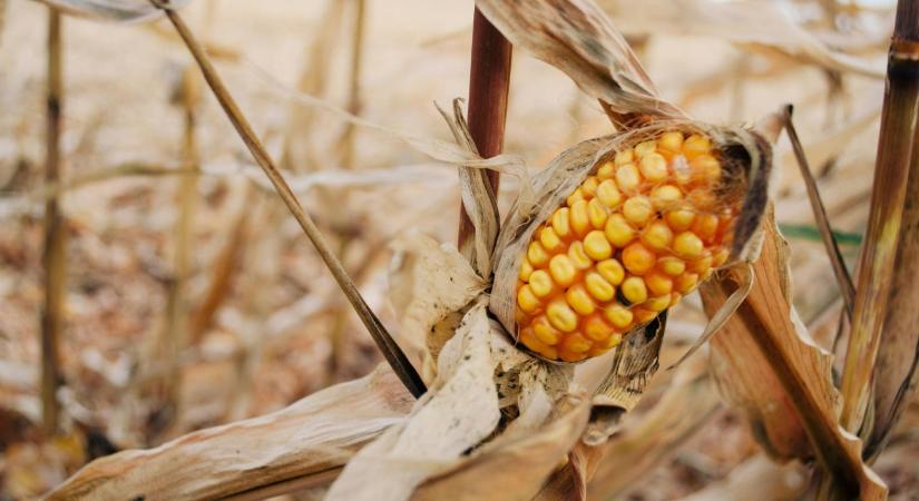 Ismétli magát a tavalyi katasztrófa? Az aszály már az év elején elviheti a profitot