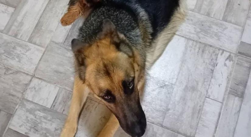 Dolly és Junior együtt kerültek a győri menhelyre, gazdájuk nem tudta már tartani őket