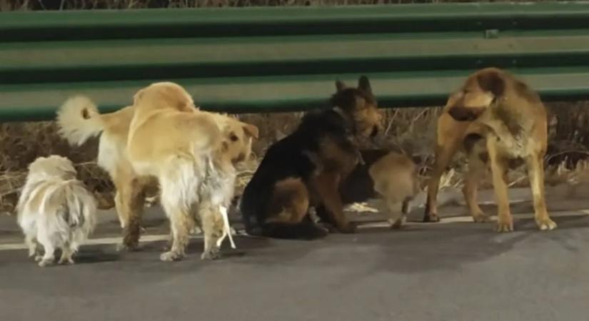 Hihetetlen történet Kínából: hét kutya megszökött, majd 20 kilométert gyalogoltak haza