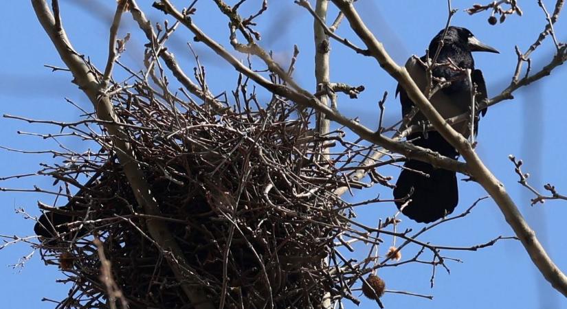 Figyelem, varjúmizériában érintettek: szerdától te is beszállhatsz a csatába