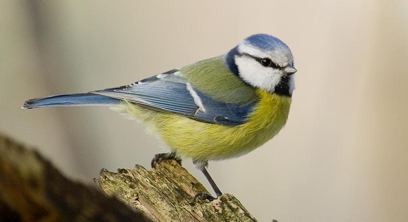 Madarak kezdték el gyűjteni a cigarettacsikkeket