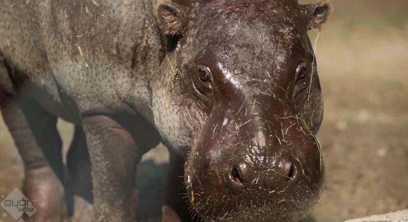 Hajókázás, apella ivartalanítás és tavaszi hangulat a Kifutón túlban