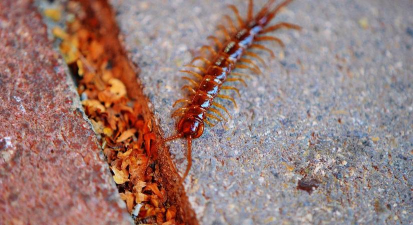 Zsigerből undorodunk ettől az állattól és mindenki otthonában megtalálható