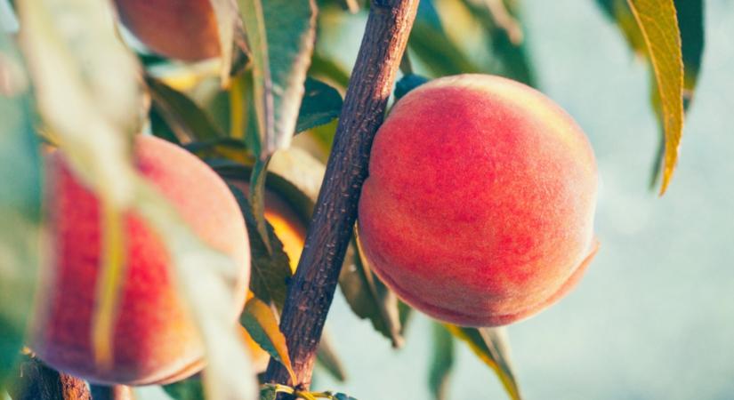 Van őszibarackfád? Akkor ezt tedd most vele, és rengeteg lesz a termése!