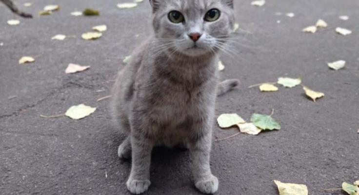 Dolgozók, civilek, vasmacskák