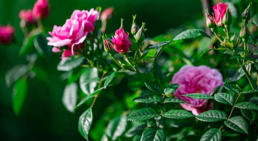 Rózsa ültetés tavasszal: mire figyelj?