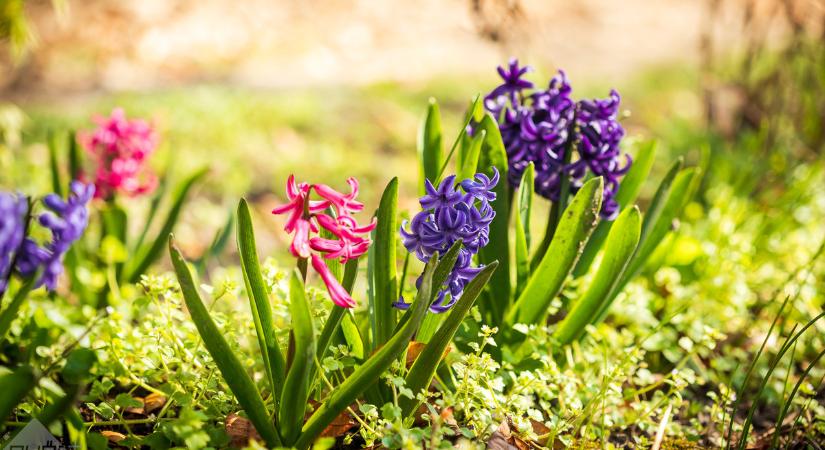 Délelőtt még simogat a napsugár
