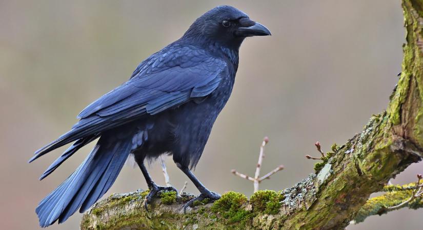 Az állatvilág legügyesebb eszközhasználói