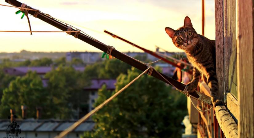 Új magyarázat a rejtélyre: ezért esnek mindig talpra a macskák