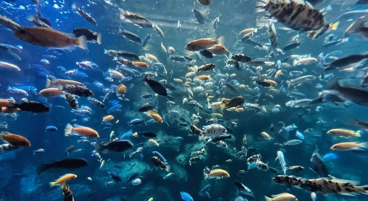 Több hal, nagyobb veszély? Megtévesztő lehet a tengeri hőhullámok hatása