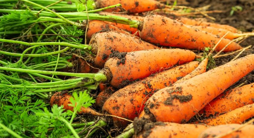 Semmi pánik: komoly kínálati űr jöhet a sárgarépa piacán