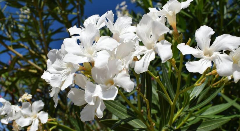 Így gondozd a leandert tavasszal: ezt az egy lépést a legtöbben kihagyják, pedig ezen múlik a virágzás