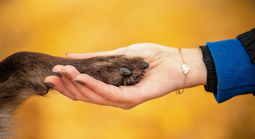 Mit jelent, ha a kutyád felteszi a mancsát rád?