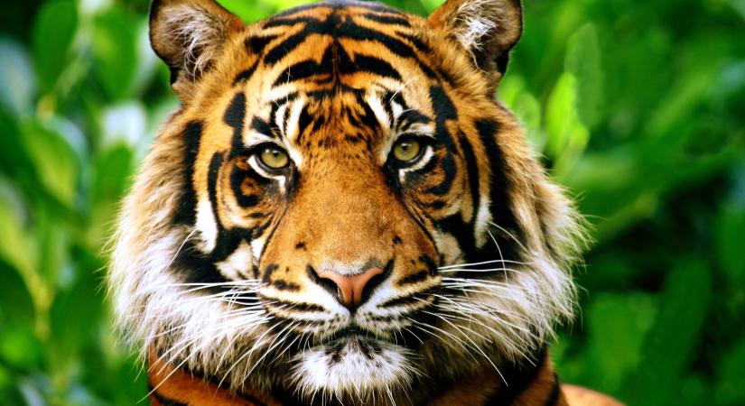 Több mint 70 év után újra visszatérhetnek a tigrisek Kazahsztánba