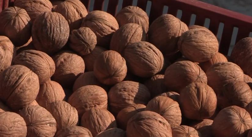 Veszélyben a diófák: kutatók próbálják megmenteni az állományt