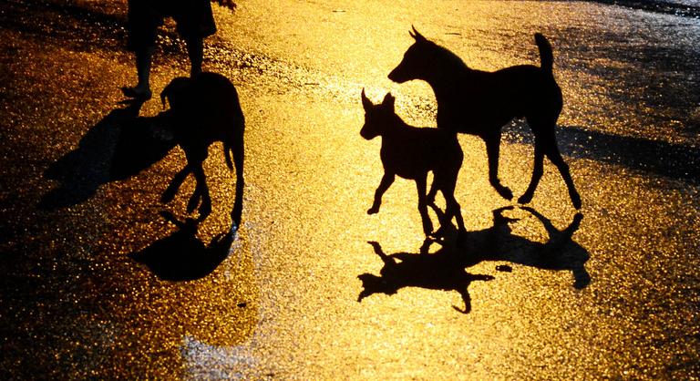 Kínai húsüzemből szökött meg hét lopott kutya, 17 kilométer után jutottak vissza gazdáikhoz