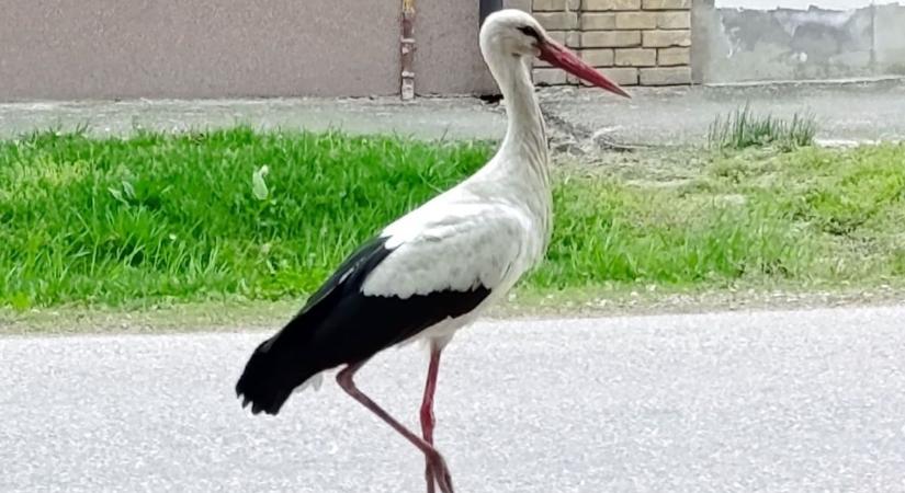 Hevesi gólyakörkép – mutatjuk olvasóink fotóit a helyi gólyákról, de lesz egy kakukktojás