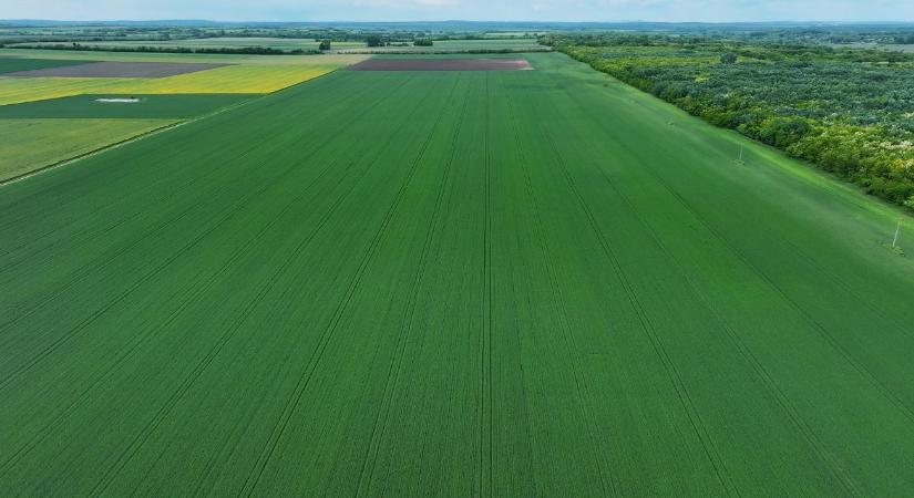 Tiszta tábla, biztos alapok: kalászos gyomirtás a gyakorlatban