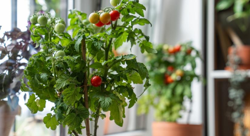 Ezt tedd a paradicsompalántával ültetés előtt – gyorsabban fejlődik majd