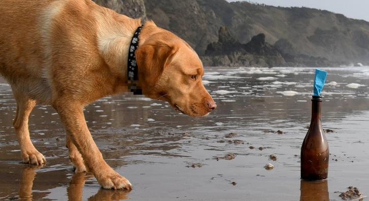Rejtélyes levél bukkant fel Skócia partjainál, amit egy kíváncsi kutya talált meg