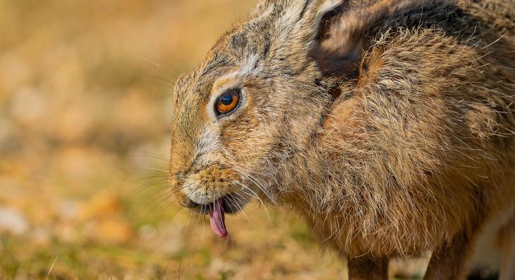 Ma már nem lesz aranyosabb a nyúlnál, amelyik kiöltötte a nyelvét a fotósra