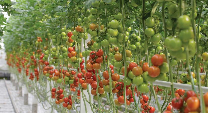 Korszakváltás a paradicsomtermesztésben: jön a robot, amely képes teljesen kiváltani az emberi beavatkozást