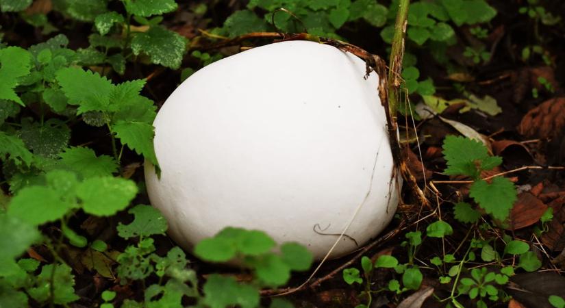 A nap, amikor a gomba rám nevetett az erdőben