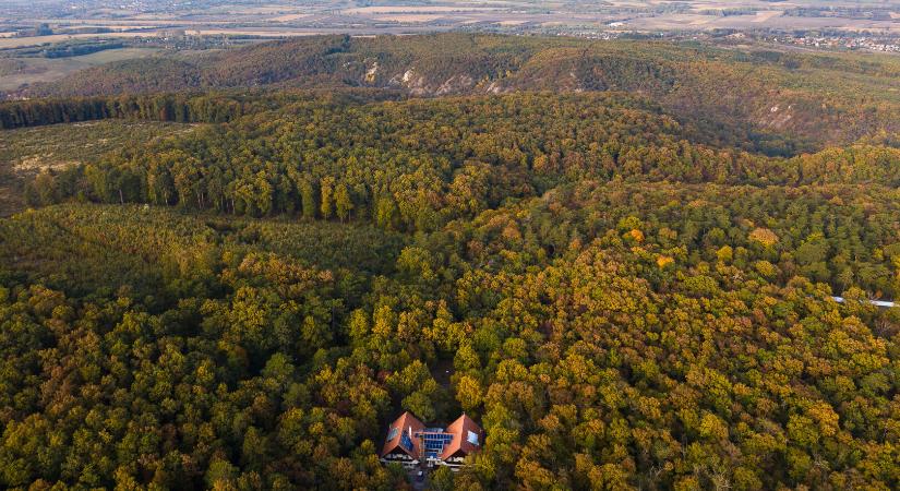 Erdei harmónia és feltöltődés a Bakonyban