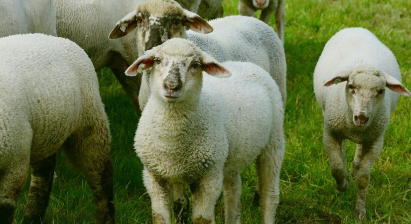 Észak-Olaszországtól Szaúd-Arábiáig: kiderült, hol fizetik a legtöbbet a magyar bárányért