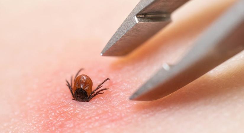 Áttörés jöhet a Lyme-kór elleni harcban: küszöbön a Pfizer vakcinája
