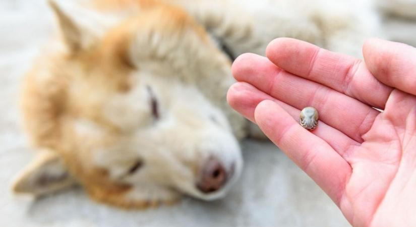 Gazda kisokos: egyetlen csípés is végzetes lehet a kutyáknál!