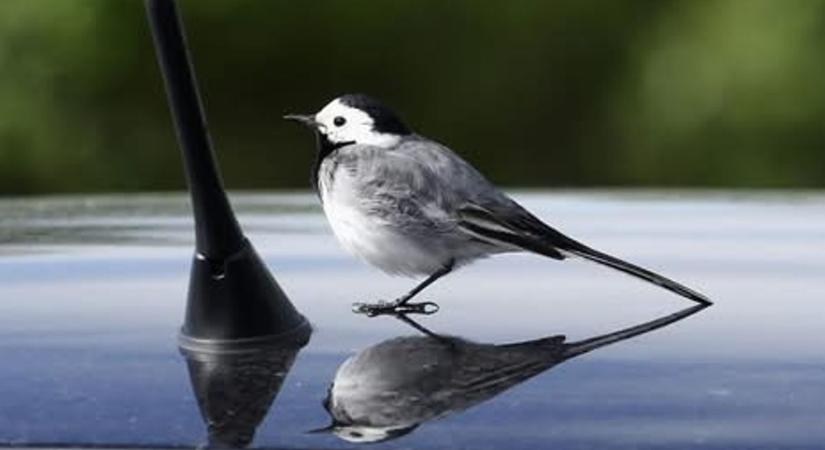 Brutális harc a kocsikkal Zalában – lehet, Hitchcock így kapott ötleteket...