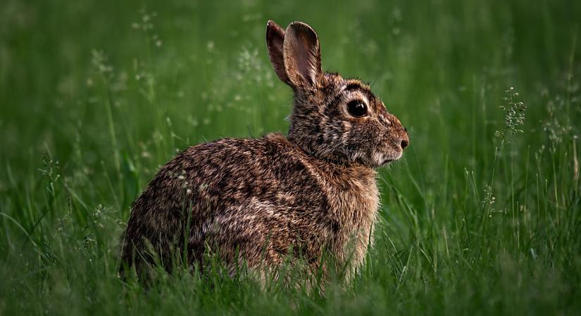 Hordanak-e cipőt a nyulak? Erről is szó lesz a debreceni élményközpontban!