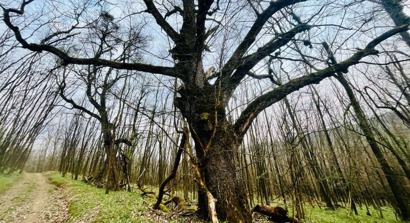 Vaddisznók támadhatnak! Mesébe illő óriásokra bukkantunk Zala erdejében