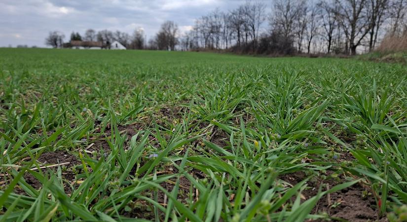 A tavalyi terméseredményeket elfelejthetjük: itt az első növényállapot-jelentés