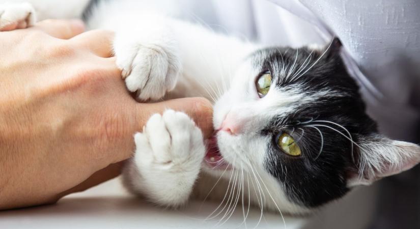 Mit jelent, ha a macskád hirtelen megharap simogatás közben? 7 klasszikus ok, amit sokan benéznek