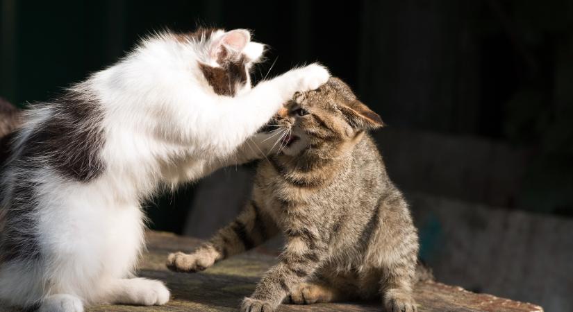 Izgalmasabb, mint egy sorozat: ilyen a macskák szociális élete tavasszal (videó)