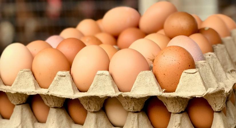 Veszélyes anyag a tojásban: évtizedek óta tiltott szert találtak az ukrán importban