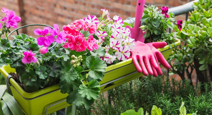 7 növény, ami egész nyáron virágzik – ezekkel nem lősz mellé a kertben vagy az erkélyen