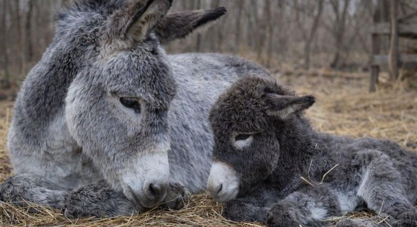 Nyílt nap a szamárfarmon, ekkor találkozhatsz a tündéri csacsikkal