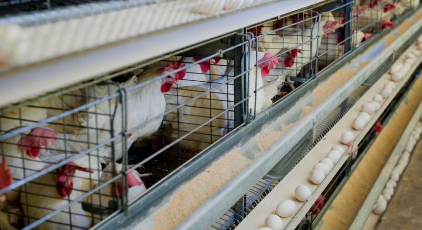 Teljes a káosz: brutális csapás érte a világ egyik legnagyobb húspiacát