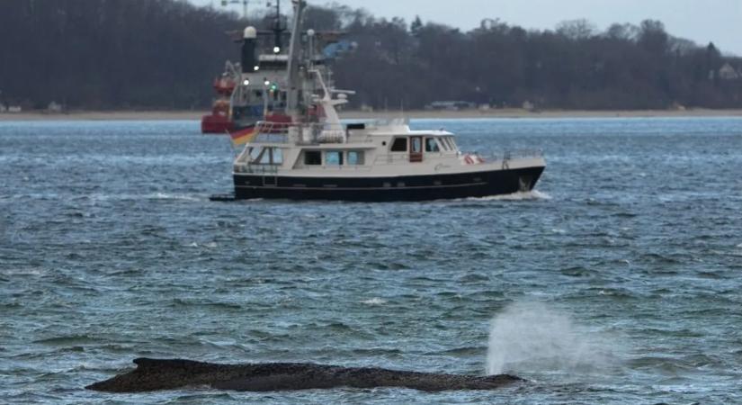 Videón az életéért küzdő bálna, így próbálják megmenteni az életét