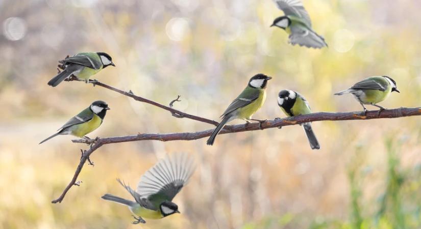Április 1-jén indul az MME Tavaszi természetles nevű akciója