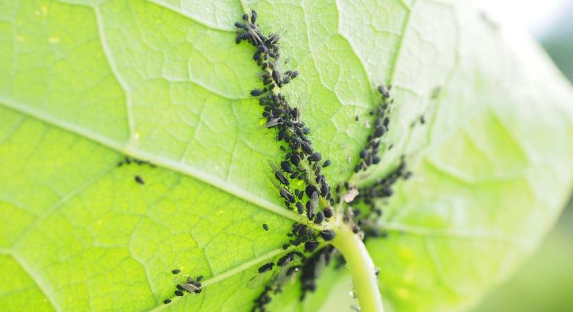 Levéltetvek ellen: természetes védekezési módszerek